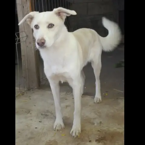 Floki