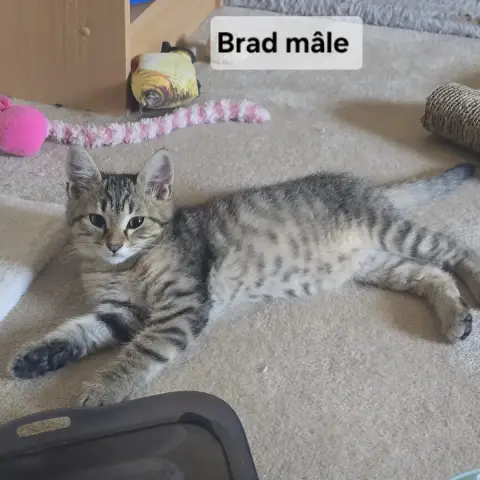 Brad
