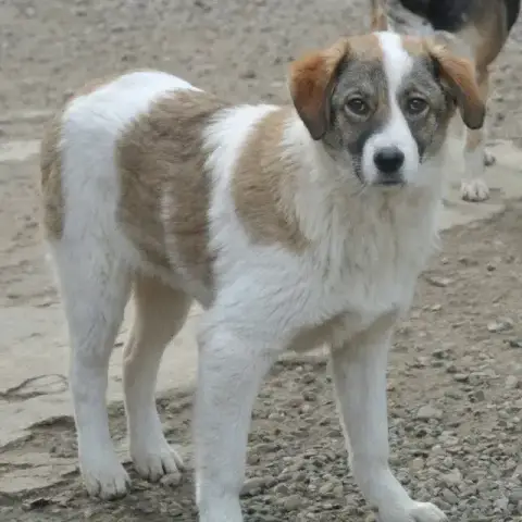 Saruta