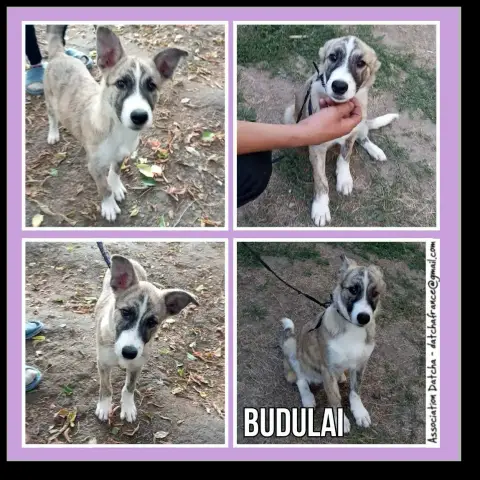 Budulai