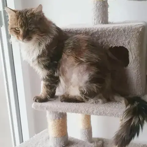 César