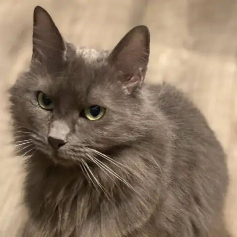 Belle