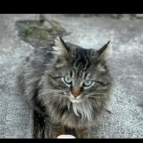 Polux photo 2