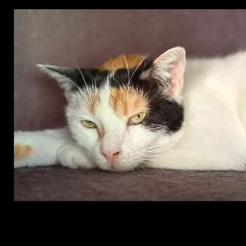 Marguerite photo 3