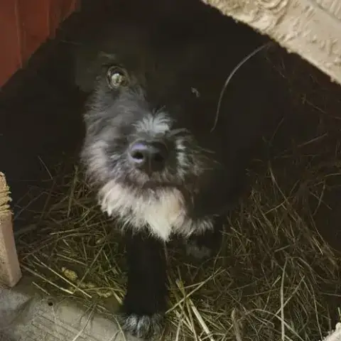 Alpha photo 3