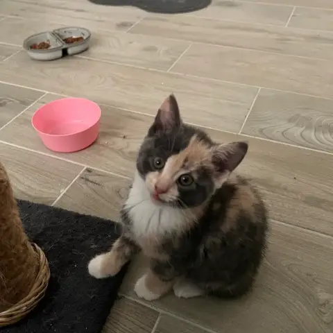 Vixie
