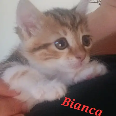 Bianca