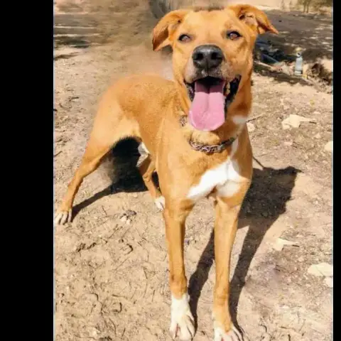 Otto