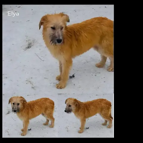 Elya