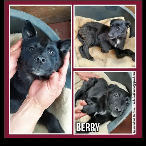 Berry