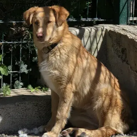 Gretta