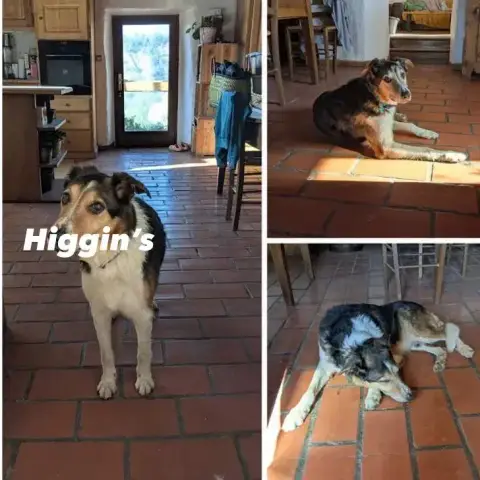 Iggin'S