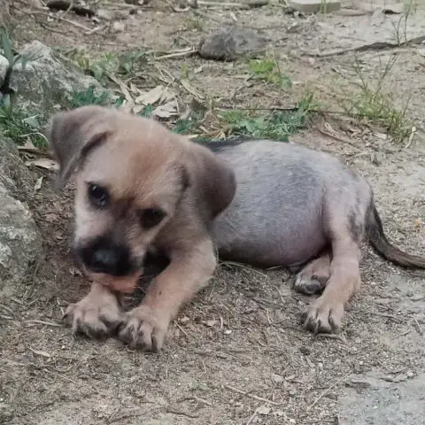 Milo Le Joyeux Petit Coquin