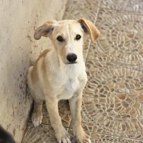 Porthos photo 2