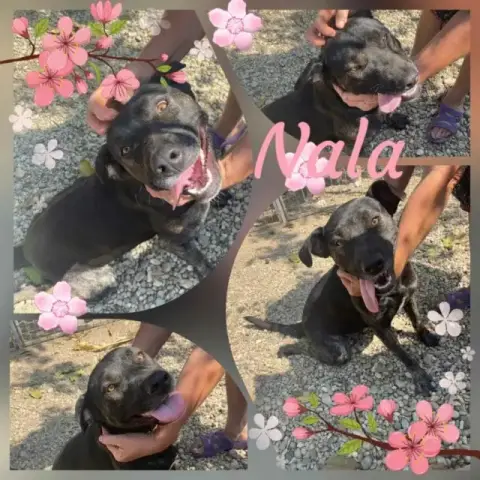 Nala photo 3
