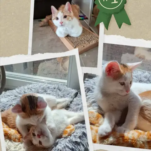 Rio Et Stella
