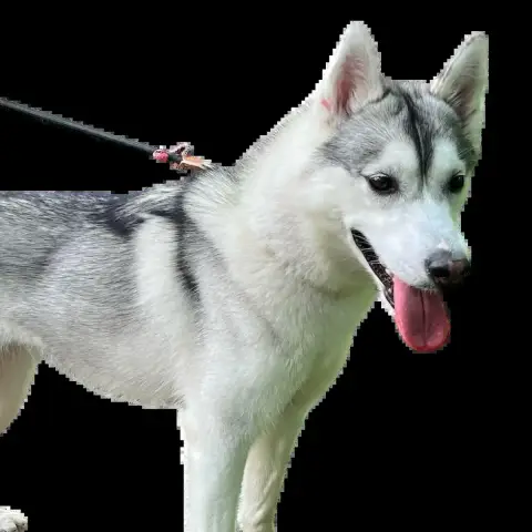 Aska