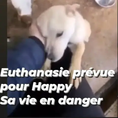 Happy