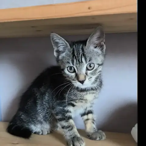 Paloma