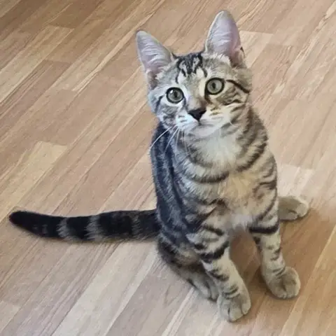 Milo photo 3