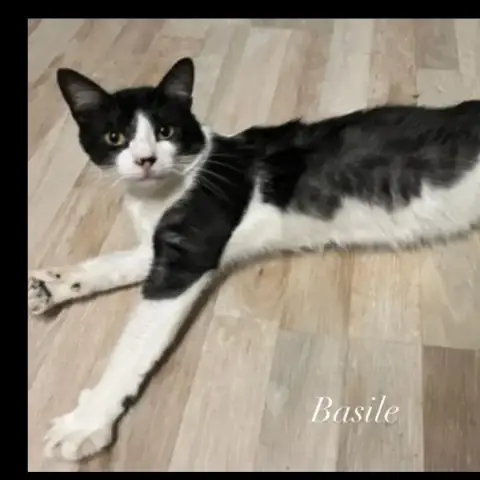 Basile photo 3