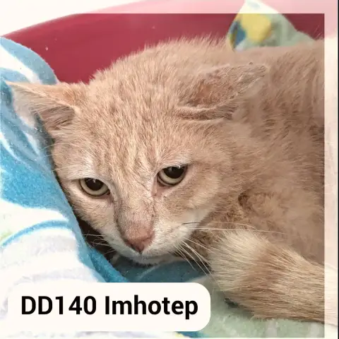 Imhotep