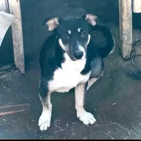 Lassie