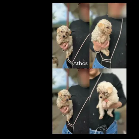 Athos