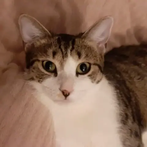 Lea