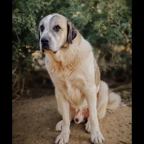 Gordo