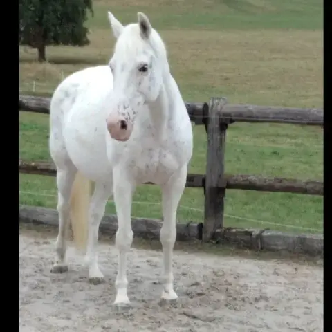 Mamour photo 2
