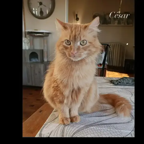 César