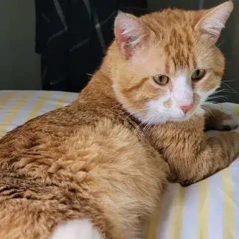 Titi