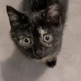 Chatons photo 3