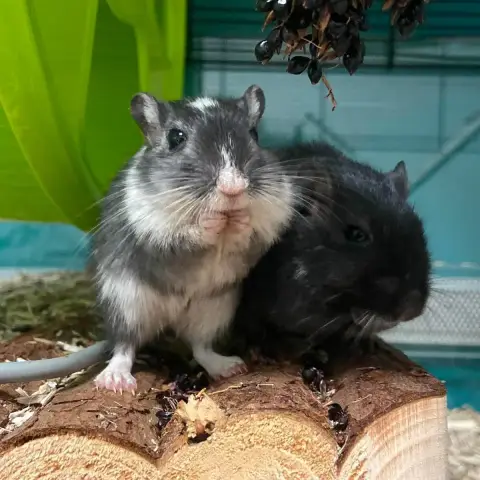 Réglisse & Pastis