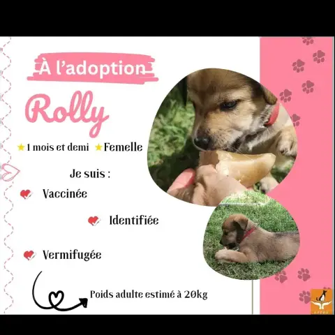 Rolly