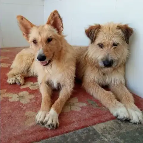 Brenda Et Bruno