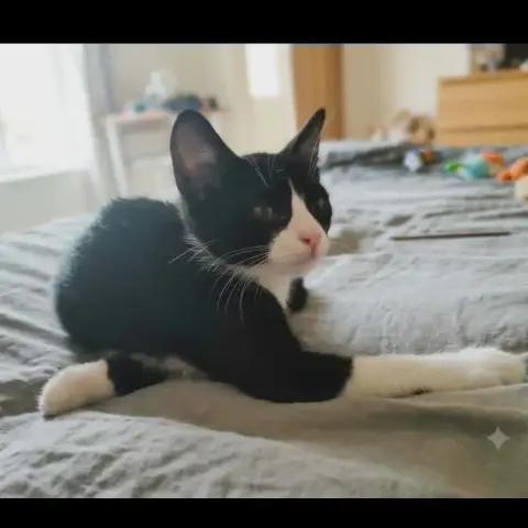 Petit Bou photo 3
