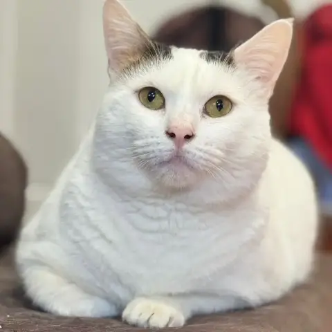 Mimi