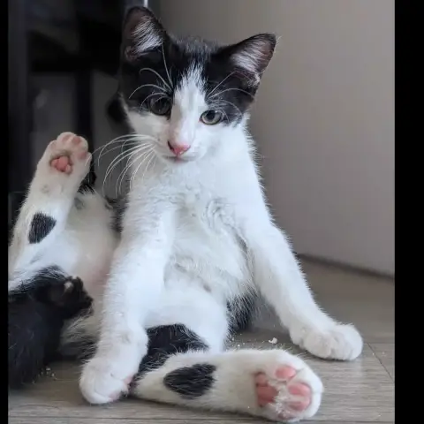 Berlioz