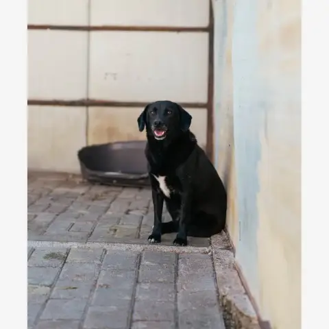 Noé photo 2