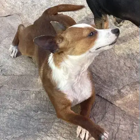 Abalo photo 2
