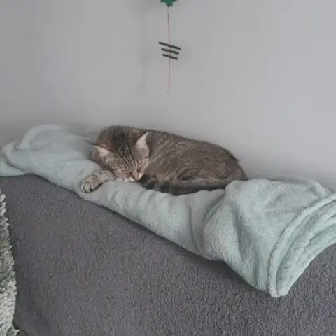 Rolly photo 3