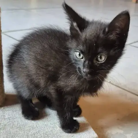 Osiris photo 2
