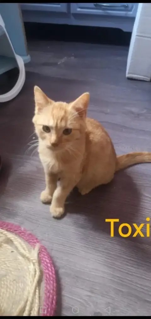 Toxi