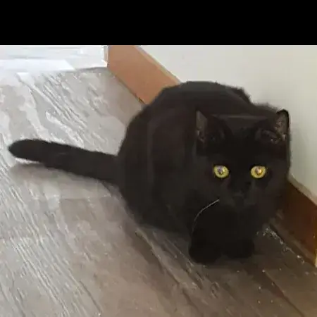 Kurly