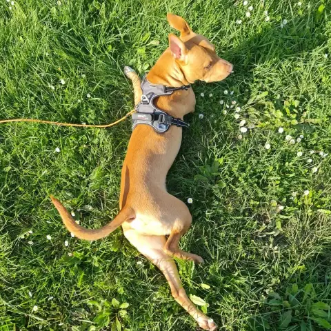 Koda photo 3
