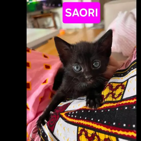 Saori