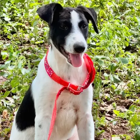 ✨️ Tanin ✨️ 🐶 photo 2