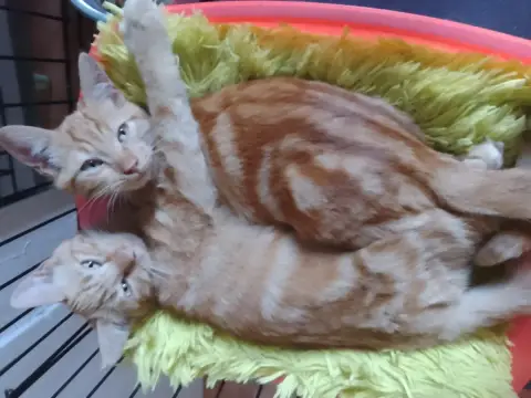 Ginger photo 3